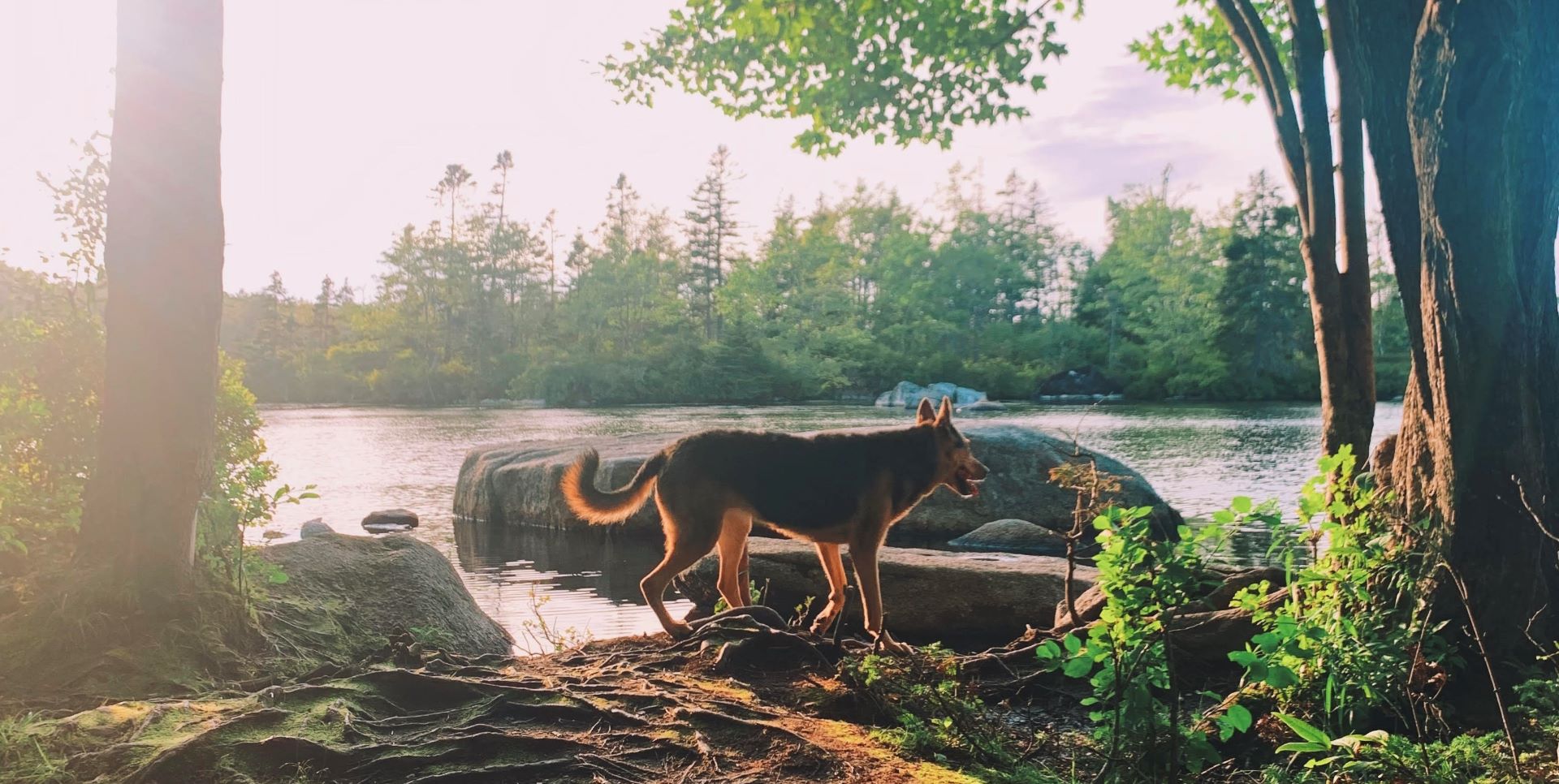 dog in water